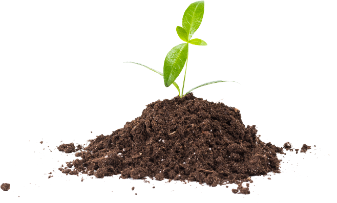 Planta en montón de tierra