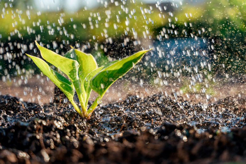 Planta siendo regada