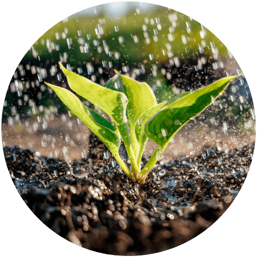 Planta siendo regada